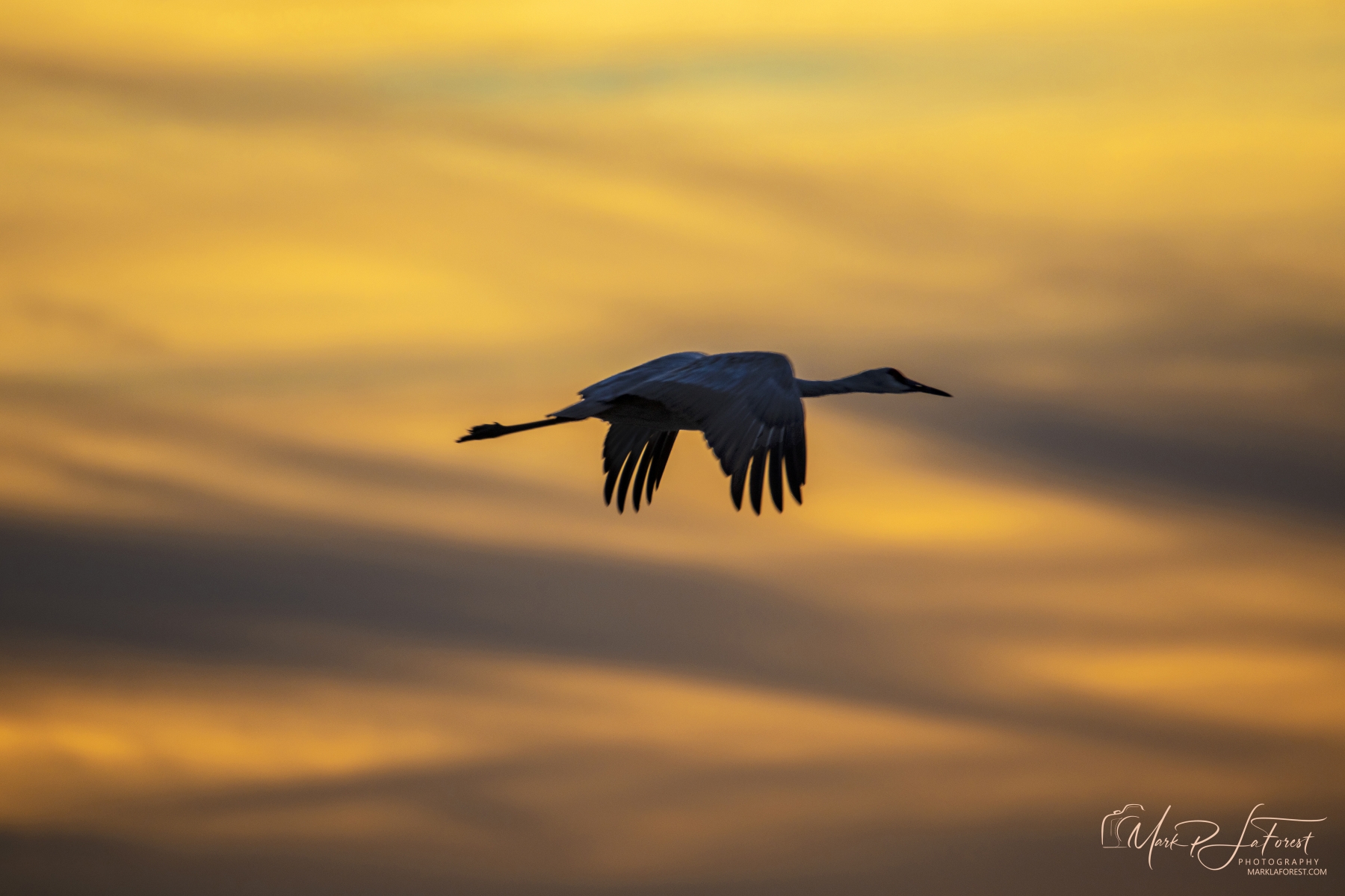 Sanhill Crain, Bosque Del Apache, New Mexico